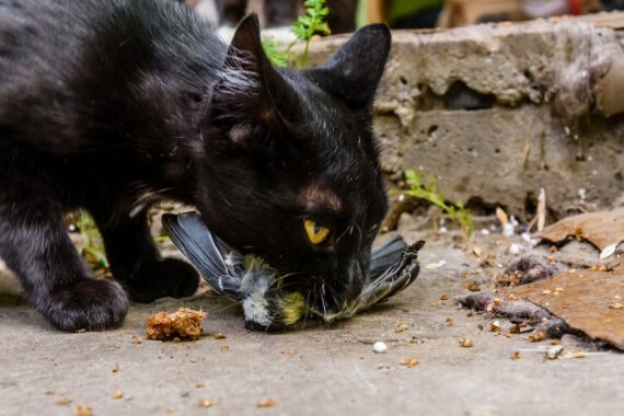 Feral cat with a dead bird