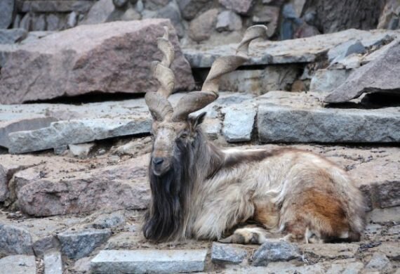 Markhor in Pakistan