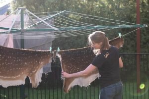 Tanning a deer hide