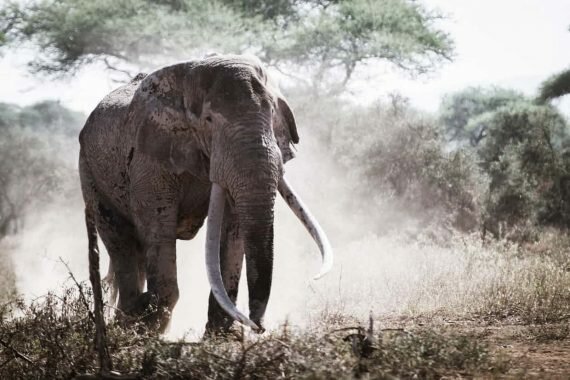 Bull elephant stampeding