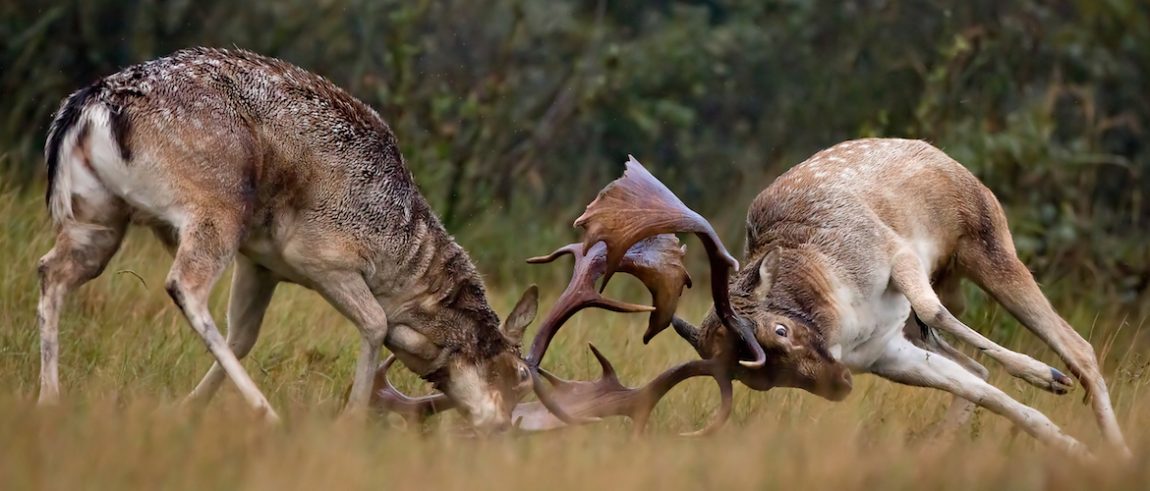 Fighting Fallow Deer