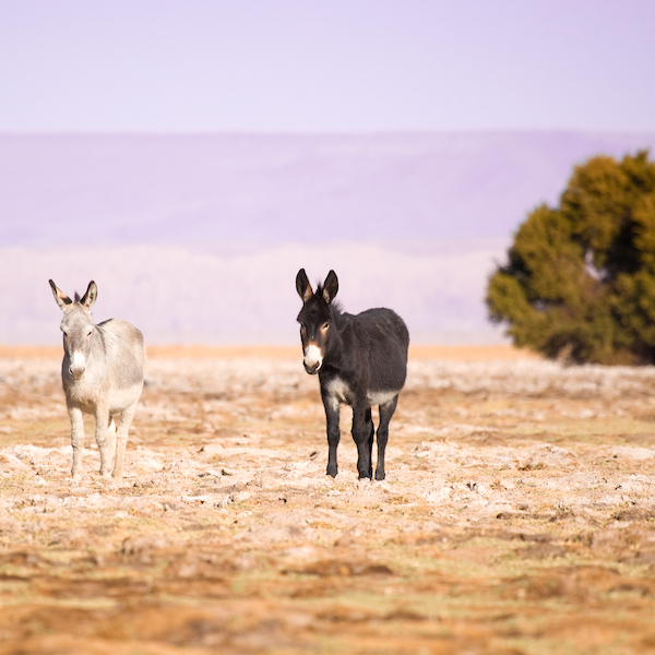 Kicking ass - tackling Australia's feral donkey problem – My Life On The  Land