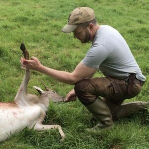 Field dressing a fallow deer