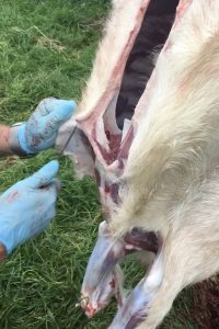 Gutting and skinning a goat