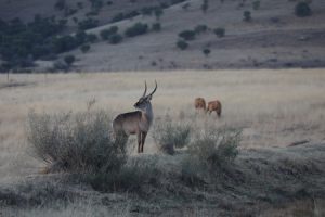 Waterbuck in Free State, South Africa
