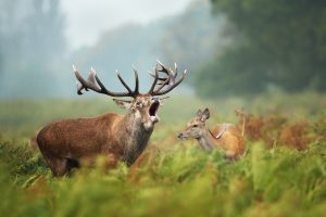 Red deer roaring with hinds