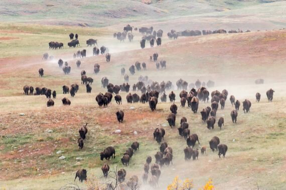 Bison herd
