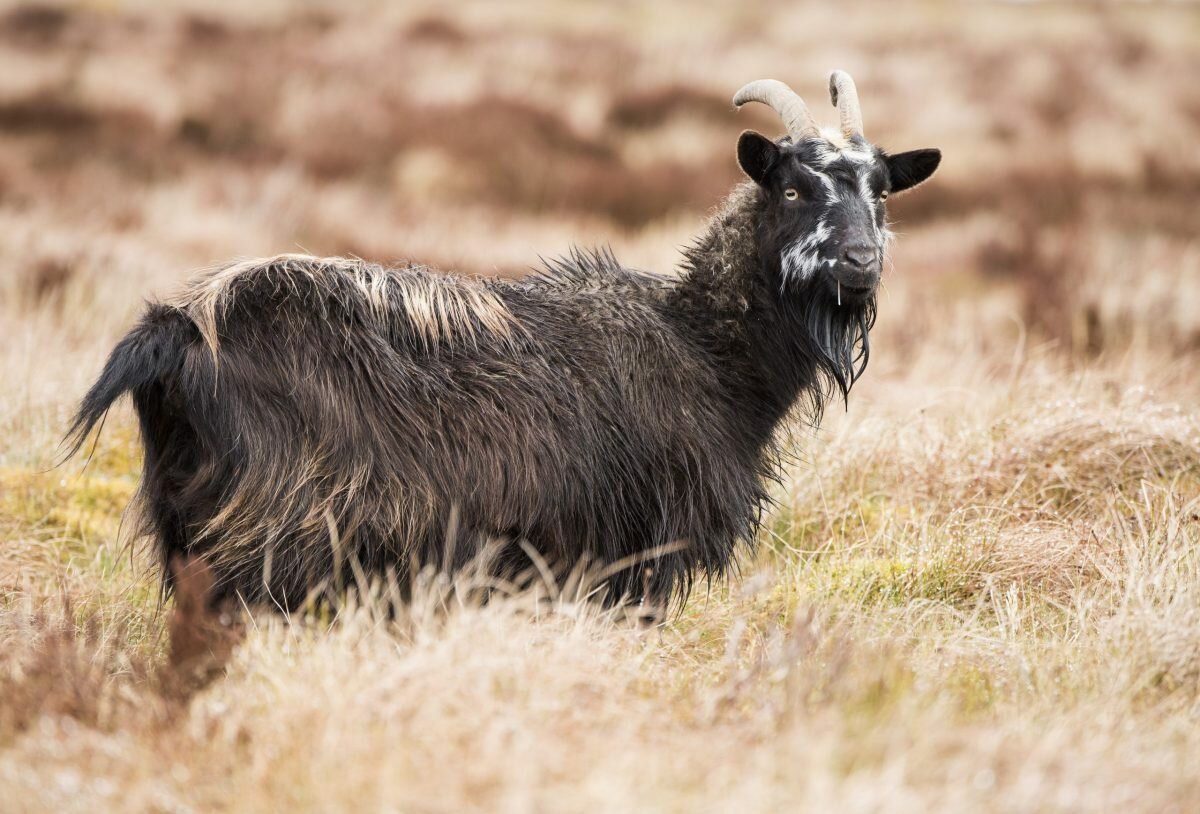 How to field dress a goat