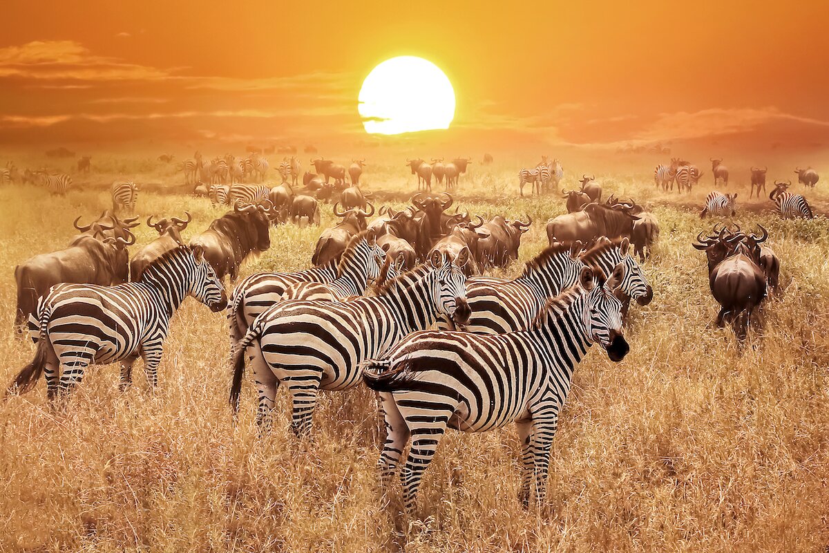 The Zebra: One Of Africa's Most Beautiful Creatures