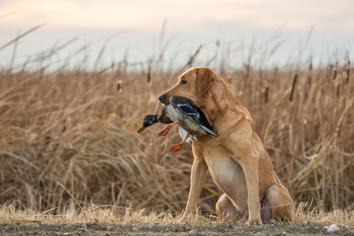 Duck Hunting Under Threat In Victoria My Life On The Land