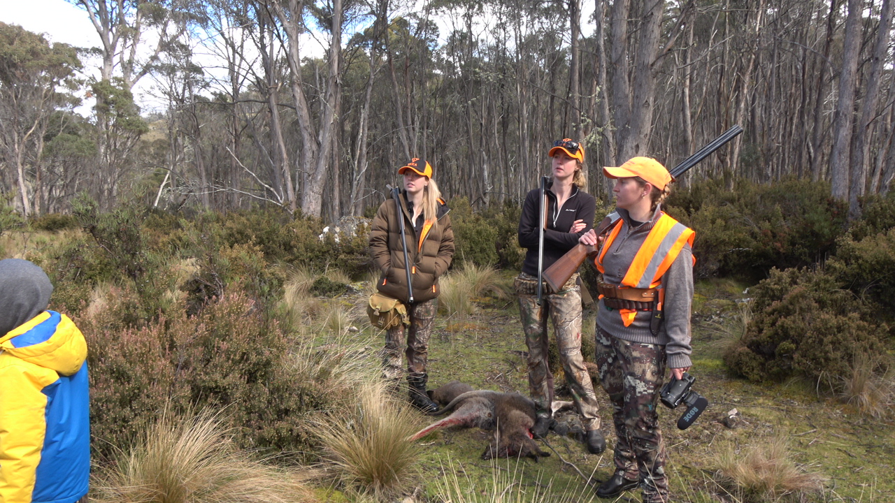 driven wallaby hunt Tasmania