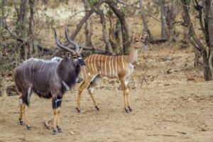 Nyala bull and cow