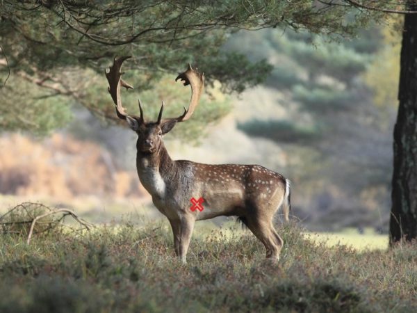 Tasmania Hunting Season My Life On The Land