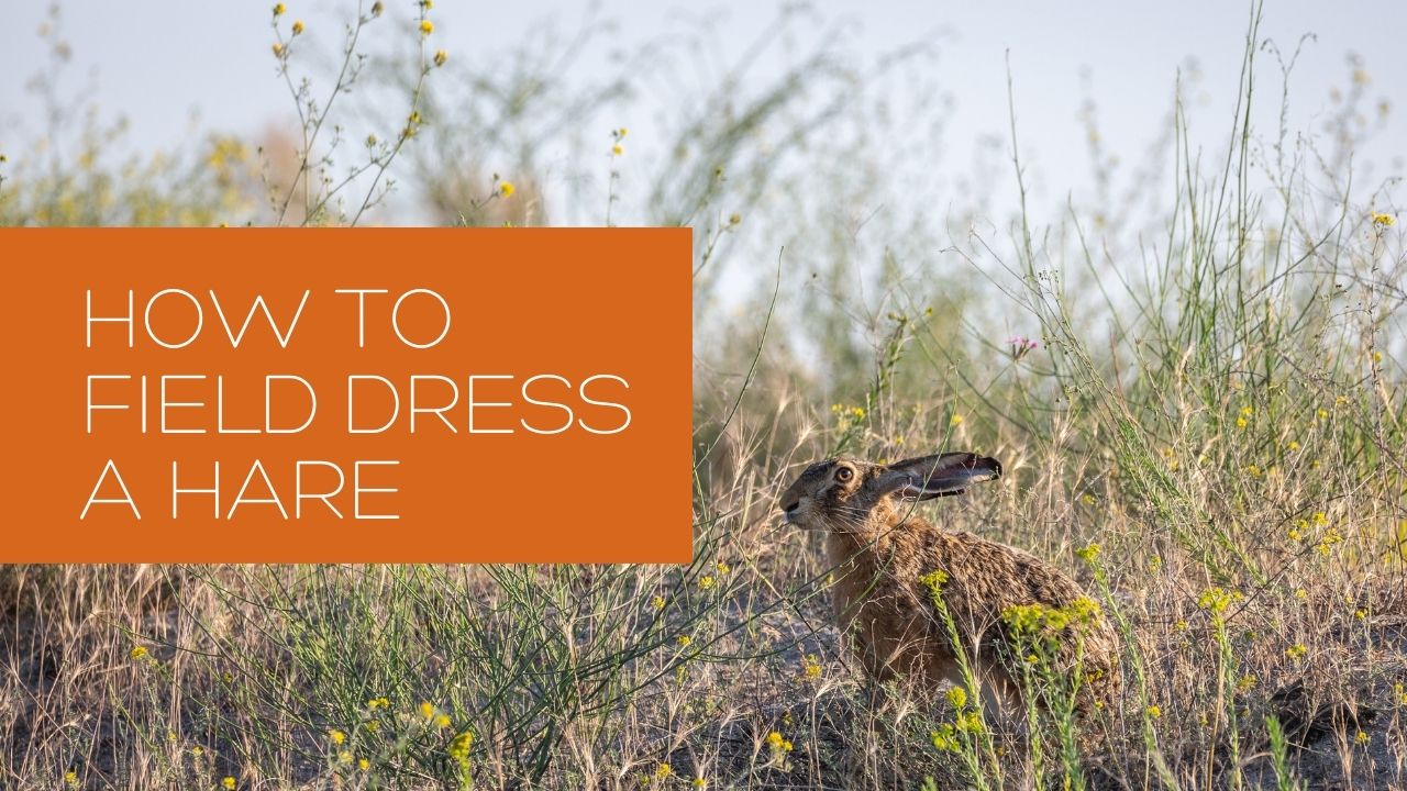 How to field dress a hare