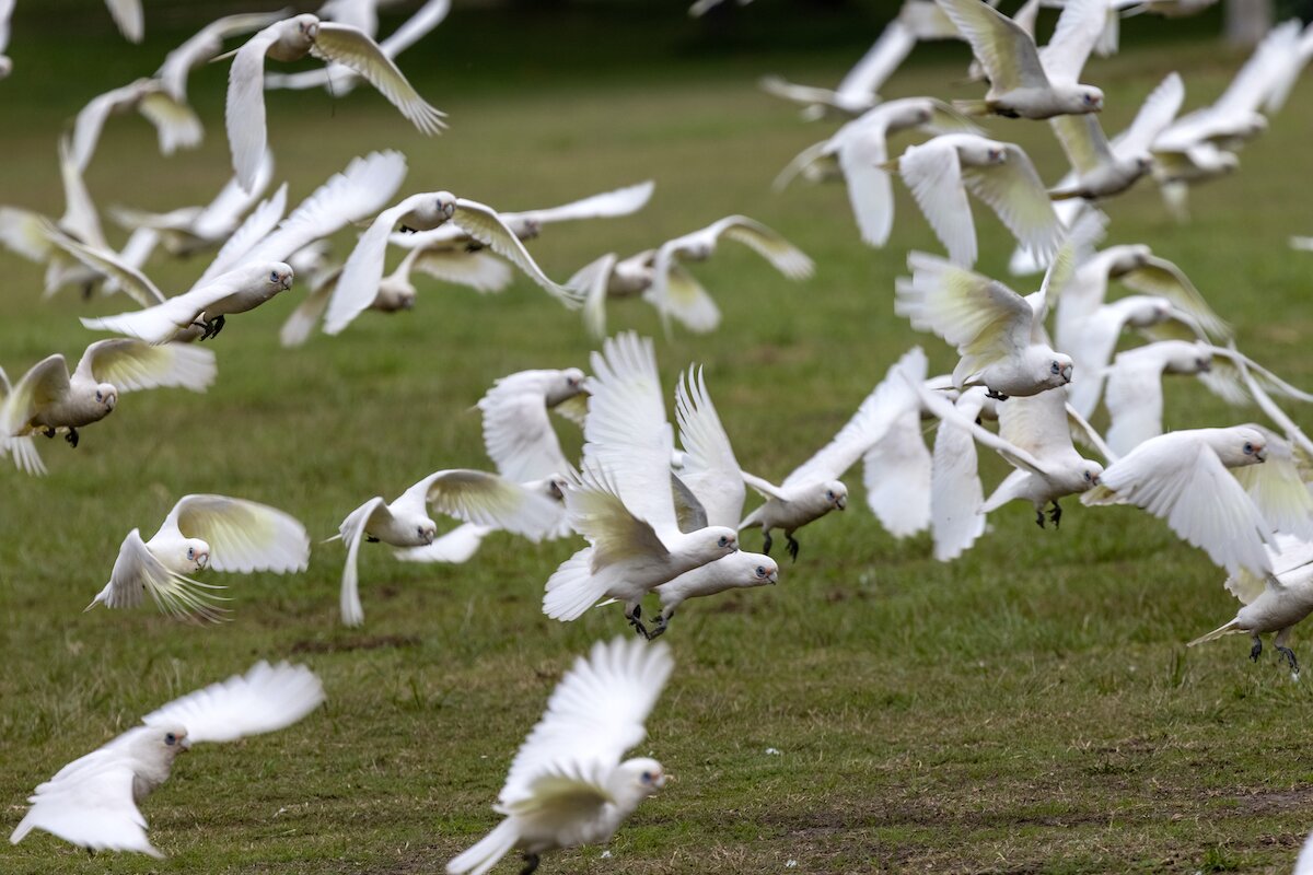 Cockatoos