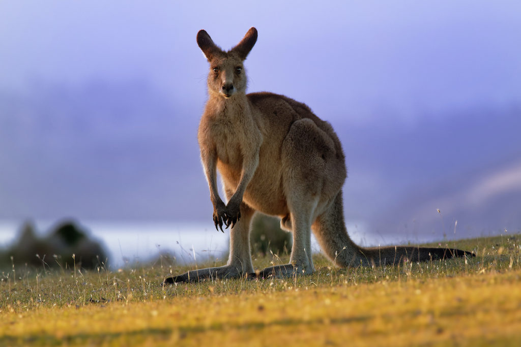 Forester kangaroo
