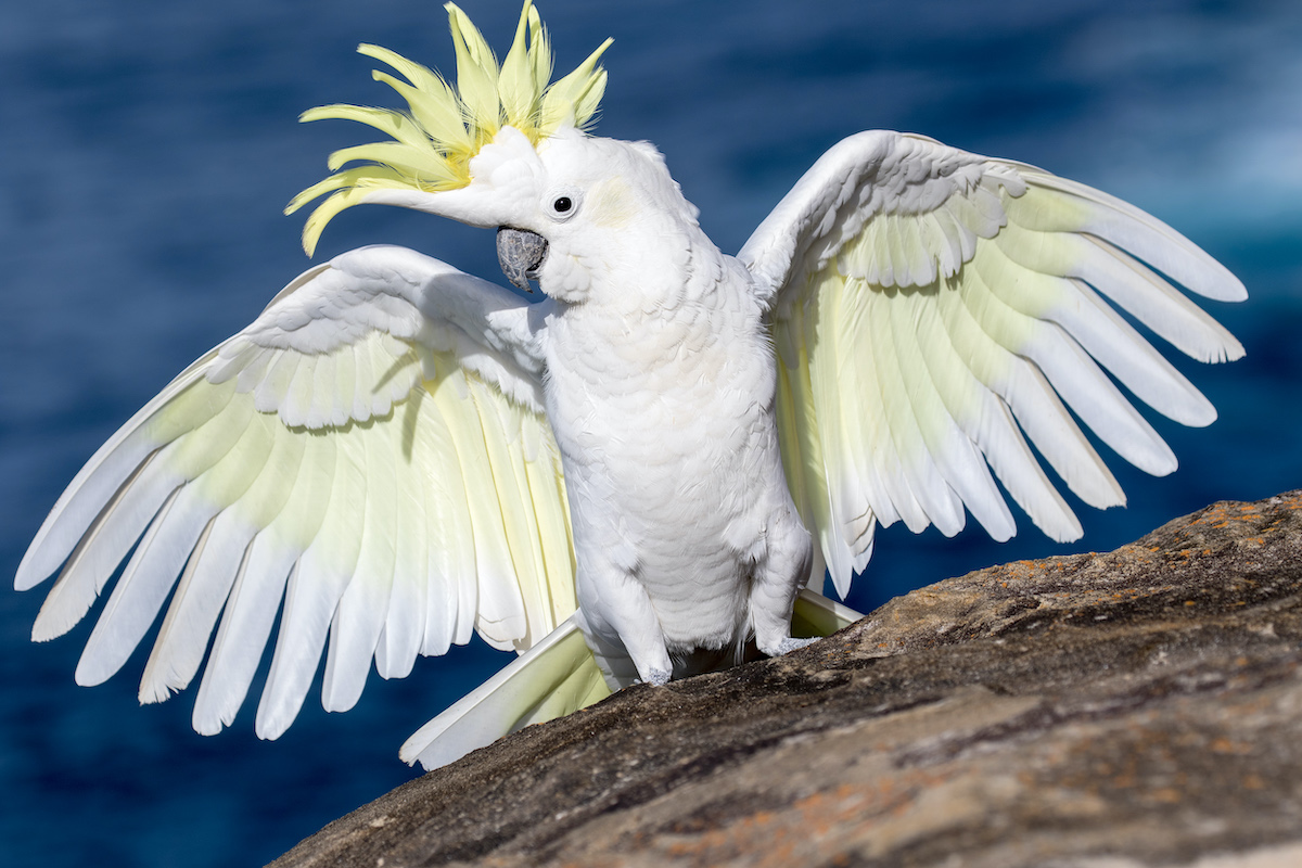 sulfur crested cockatoo